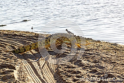 Nile Crocodile, Selous Game Reserve, Tanzania Stock Photo